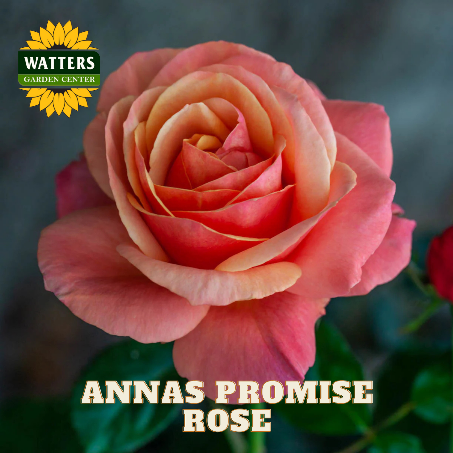 Pink rose with 'Watters Garden Center' logo and 'Anna's Promise Rose' text.