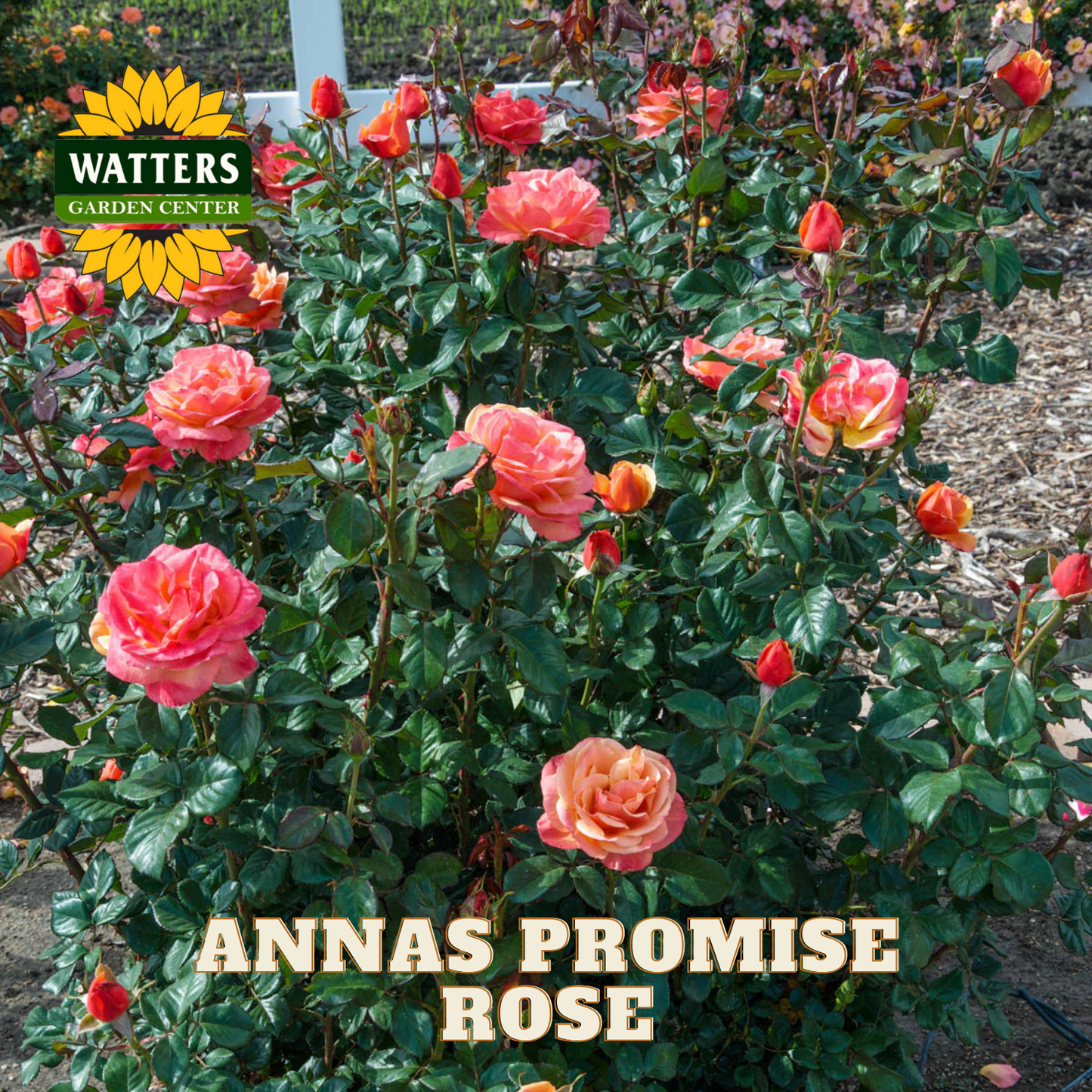 Bush of pink roses with 'Watters Garden Center' logo and 'Anna's Promise Rose' text.