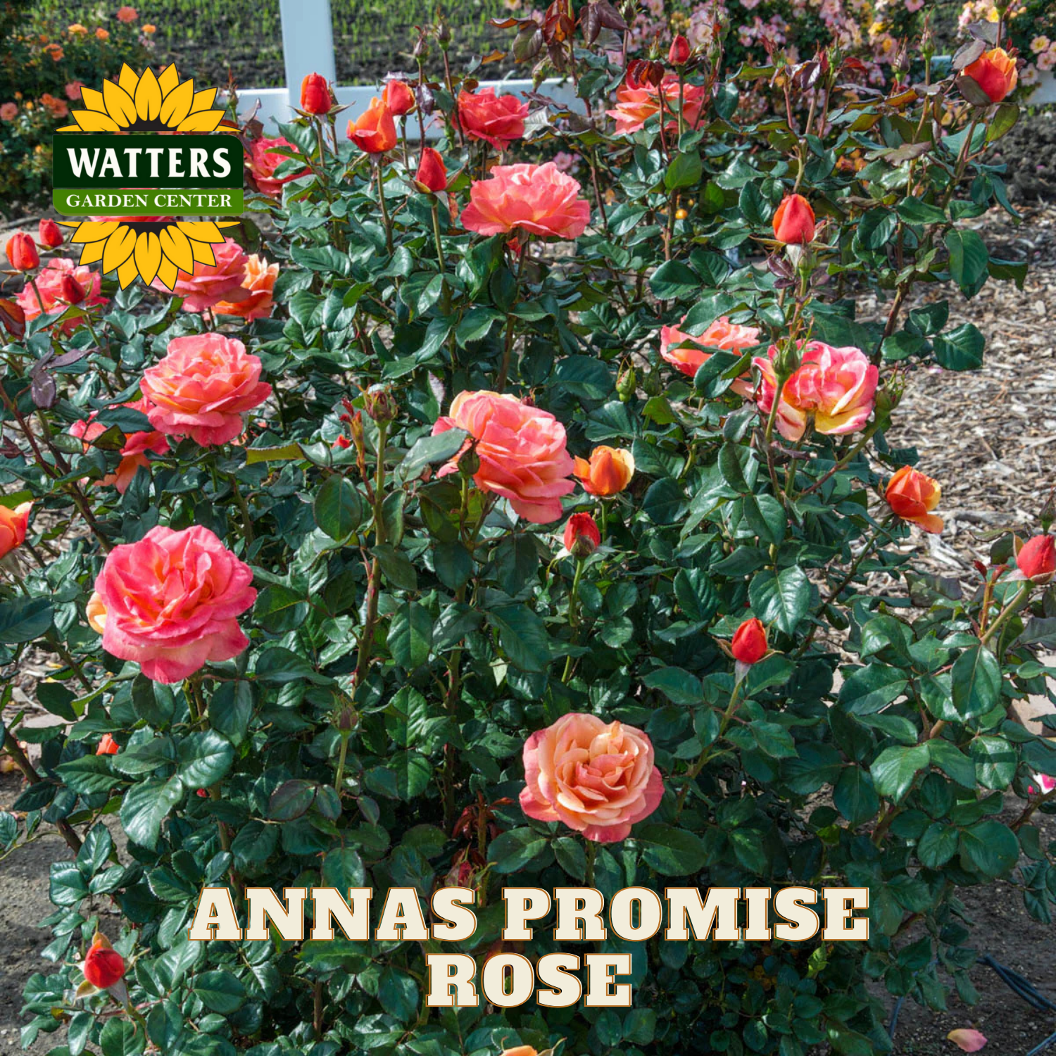 Bush of pink roses with 'Watters Garden Center' logo and 'Anna's Promise Rose' text.