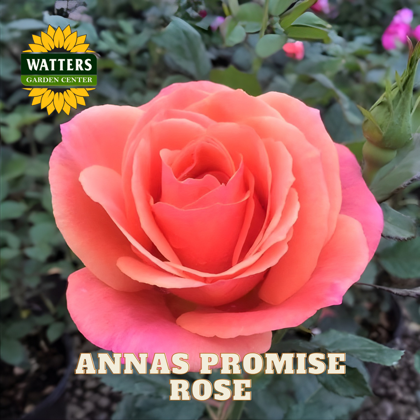 Pink rose with 'Watters Garden Center' logo and 'Anna's Promise Rose' text.