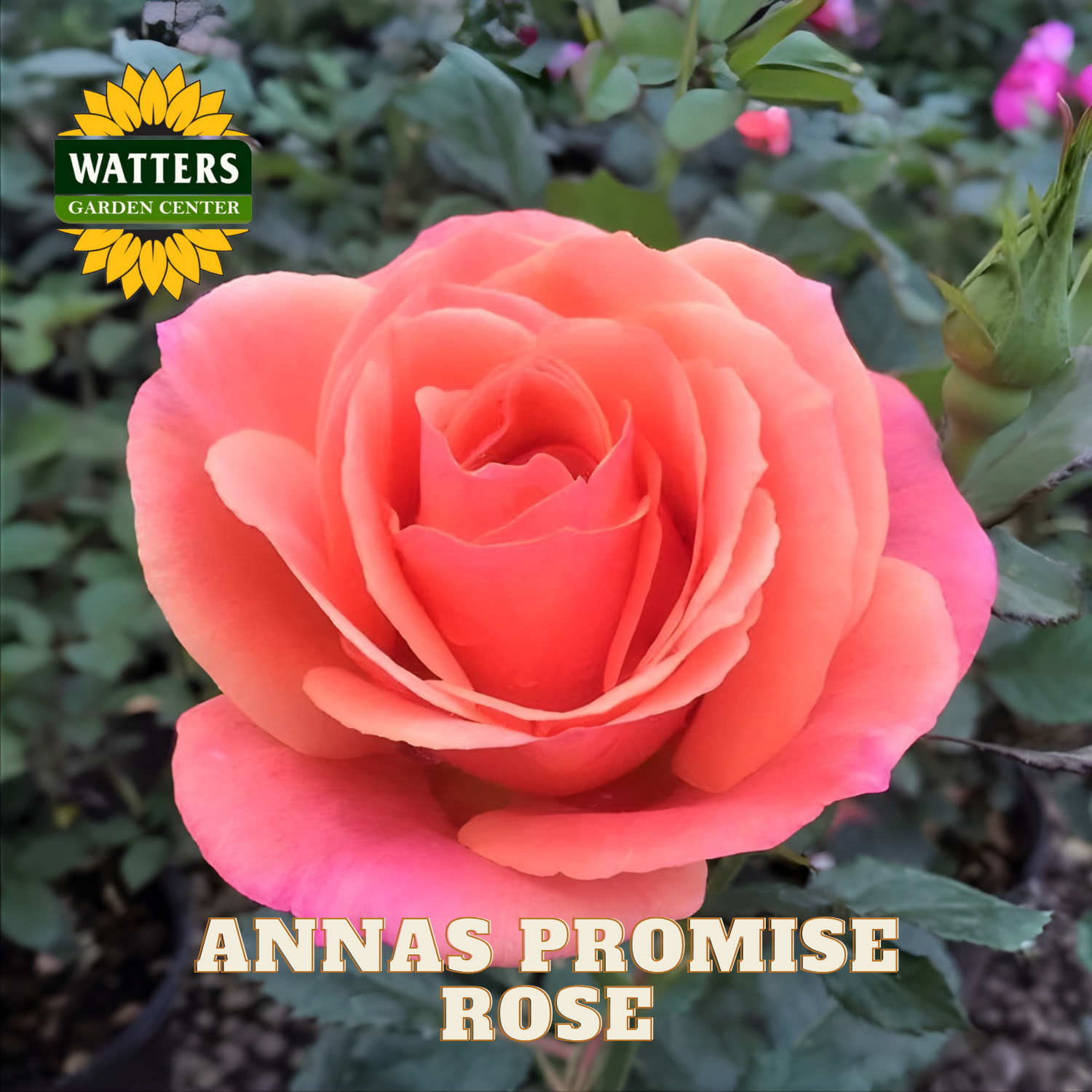 Pink rose with 'Watters Garden Center' logo and 'Anna's Promise Rose' text.