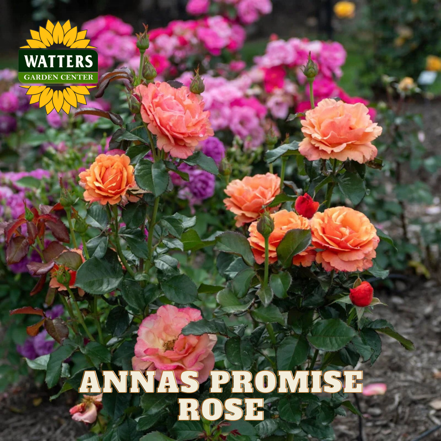 Bouquet of 'Anna's Promise' roses with Watters Garden Center branding.