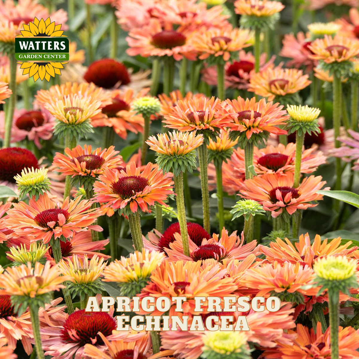 A close-up of blooming echinacea flowers in shades of apricot, peach, coral, and deep red, with green stems and leaves. The Watters Gardens Center logo appears in the top left, and the text 'APRICOT FRESCO ECHINACEA' is overlaid near the bottom.