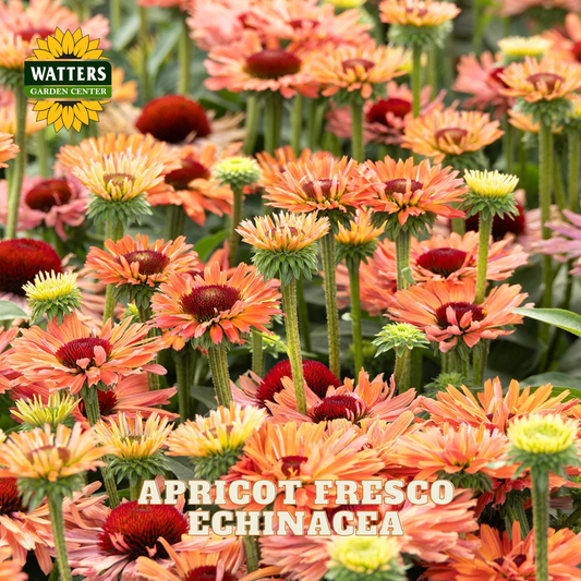 A close-up of blooming echinacea flowers in shades of apricot, peach, coral, and deep red, with green stems and leaves. The Watters Gardens Center logo appears in the top left, and the text 'APRICOT FRESCO ECHINACEA' is overlaid near the bottom.