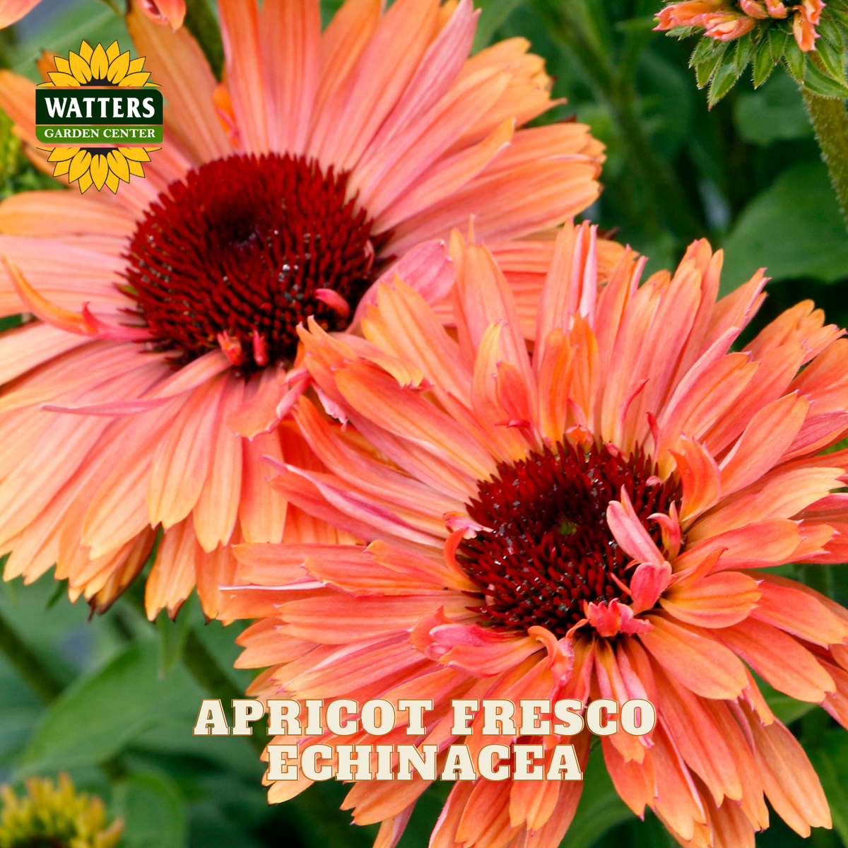 Close-up of two apricot echinacea flowers with peach-orange petals and dark reddish-brown centers, with green foliage in the background. A Watters Gardens Center logo appears in the upper left, and the text 'APRICOT FRESCO ECHINACEA' appears at the bottom.