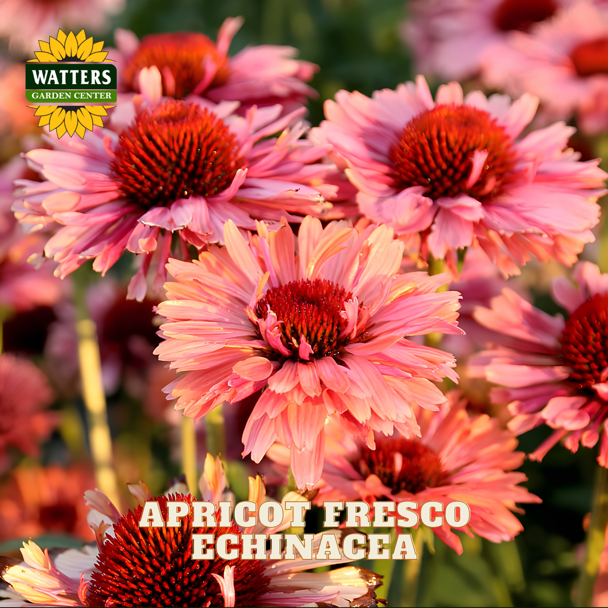 Pink echinacea flowers with dark red centers in a garden setting, with the Watters Gardens Center logo in the top-left corner and the text 'APRICOT FRESCO ECHINACEA' at the bottom.