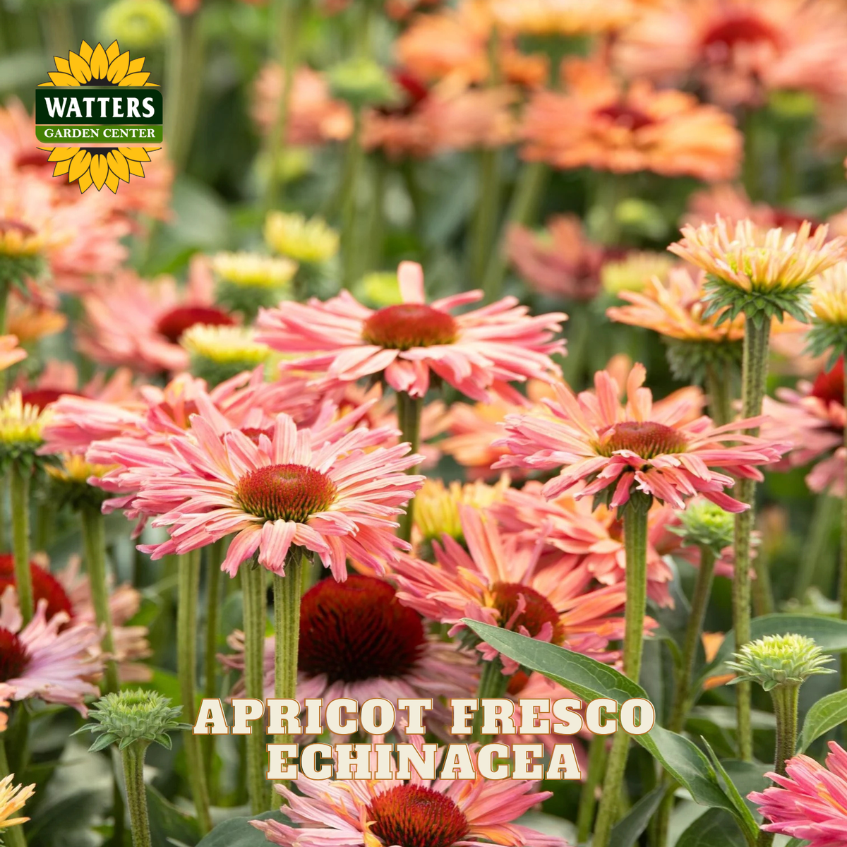 A field of blooming Echinacea flowers in shades of apricot pink, peach, and coral with dark red centers, green foliage, and a Watters Gardens Center logo in the top left corner. Text at the bottom reads 'APRICOT FRESCO ECHINACEA'.