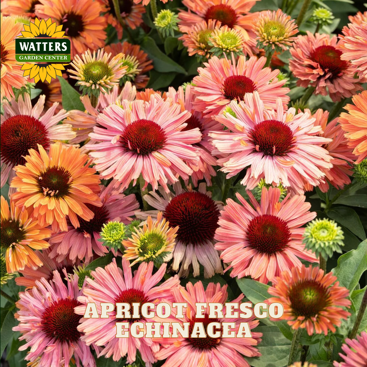 A dense cluster of apricot-pink echinacea flowers with dark red centers and green foliage, with a Watters Gardens Center logo in the top-left and the text 'APRICO T FRESCO ECHINACEA' across the bottom.