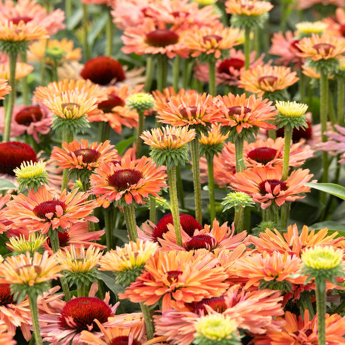 A dense cluster of zinnia flowers in shades of orange, coral, red, and yellow, growing together in a garden or field.