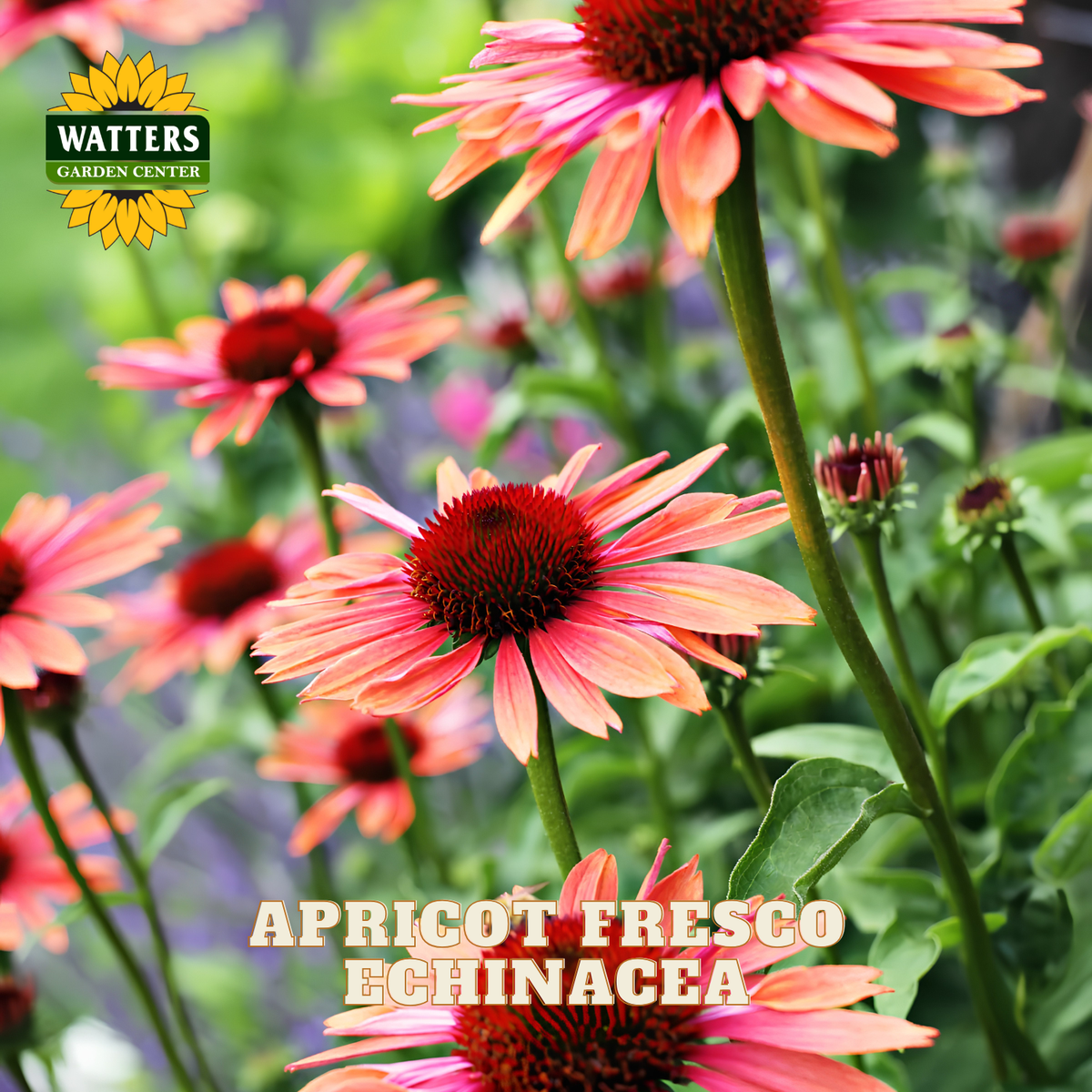 Close-up of apricot-freshet echinacea flowers with pink-orange petals and dark red centers, growing in a garden. The Watters Garden Center logo appears in the top left, and the text 'APRICOT FRESCO ECHINACEA' appears at the bottom.