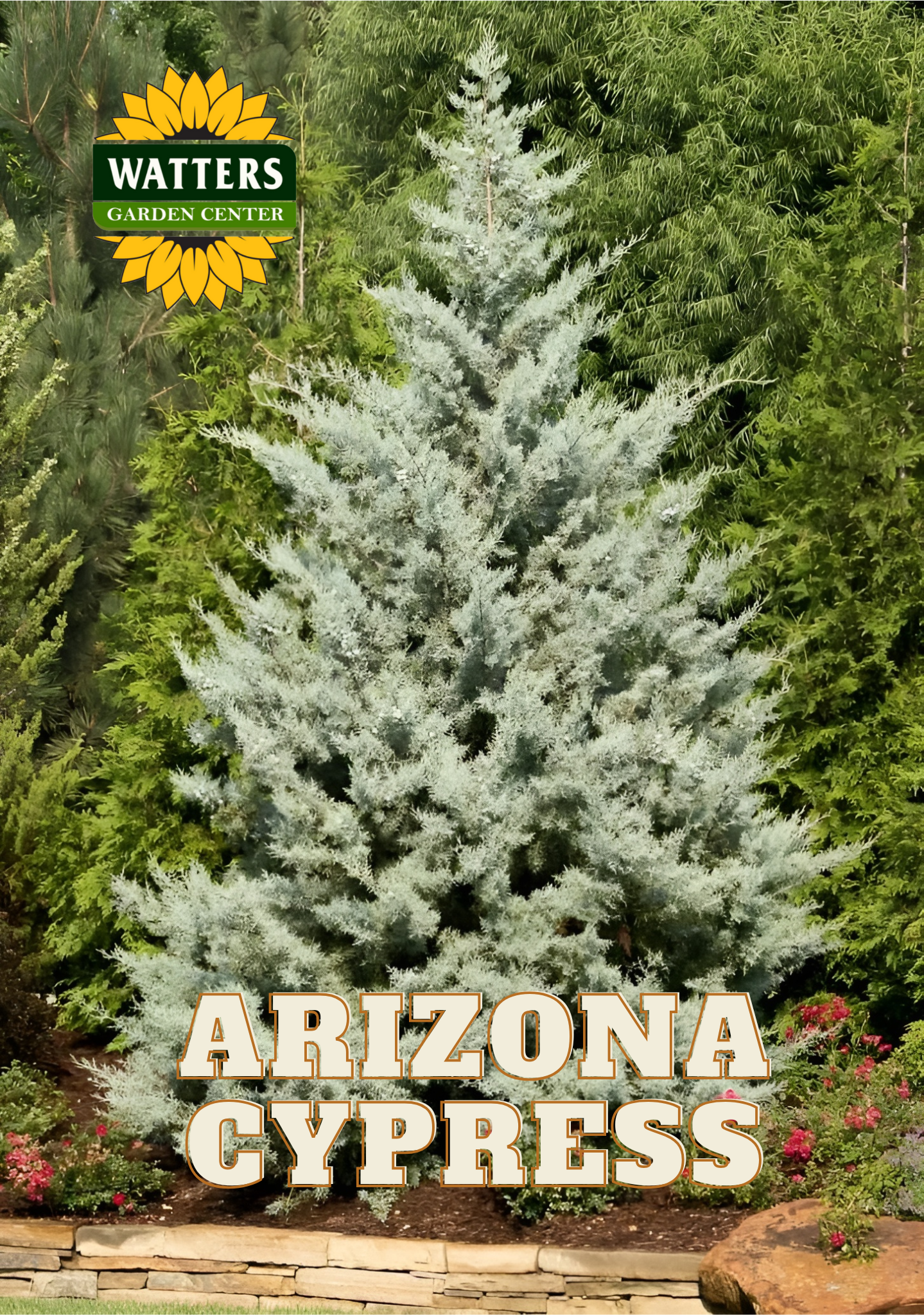 BLUE ICE ARIZONA CYPRESS 10gal