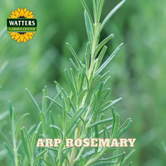 Rosemary plant with Watters Garden Center logo in the corner