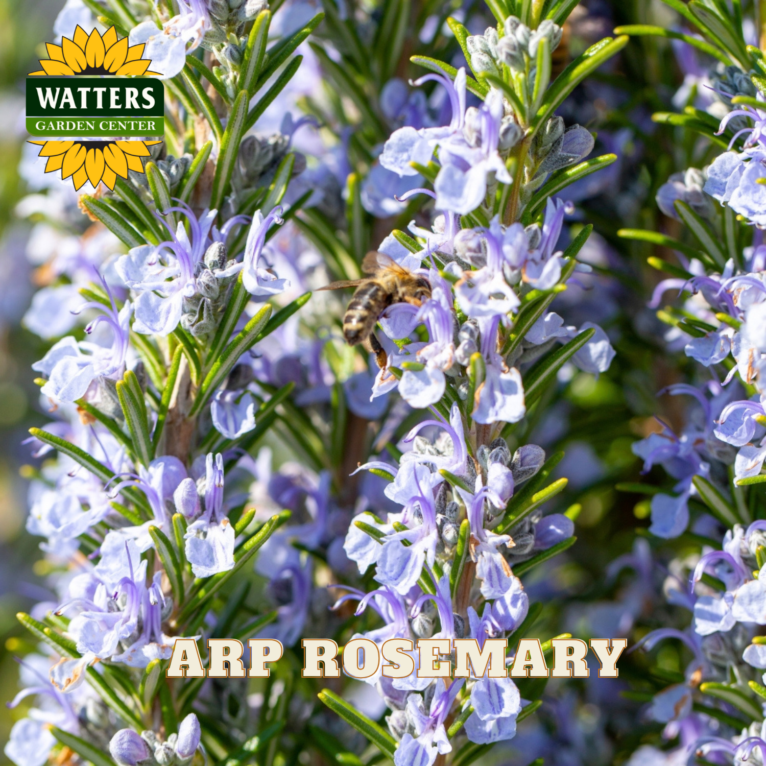 Rosemary plant with purple flowers and a bee, branded with Watters Garden Center.