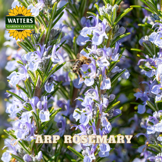 Rosemary plant with purple flowers and a bee, branded with Watters Garden Center.