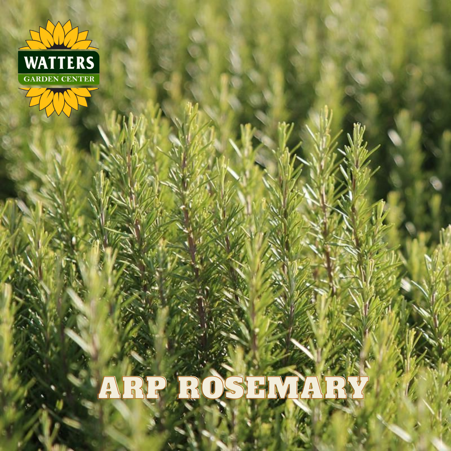 ARP Rosemary plants with Watters Garden Center logo in the corner