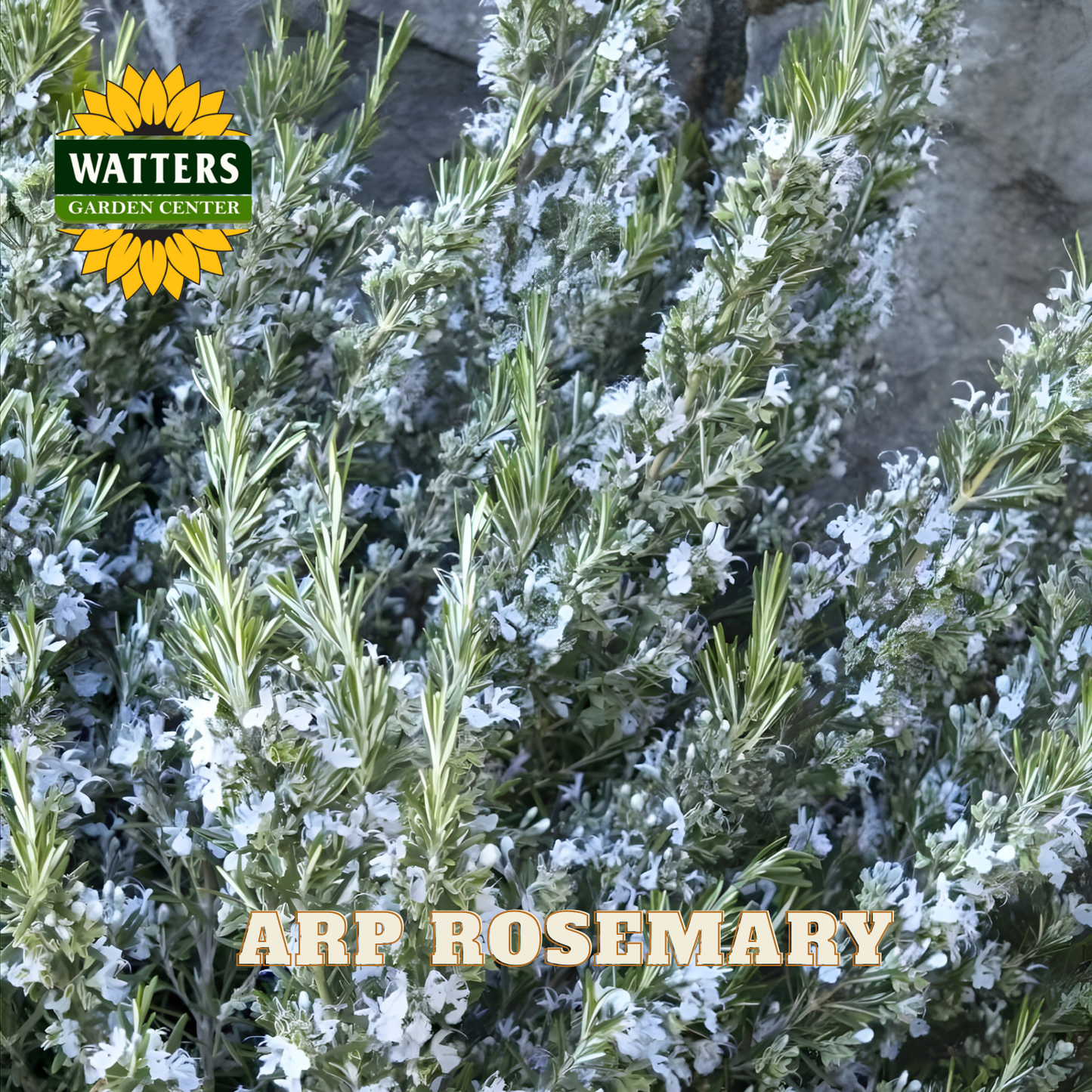 Rosemary plant with white flowers and Watters Garden Center logo.