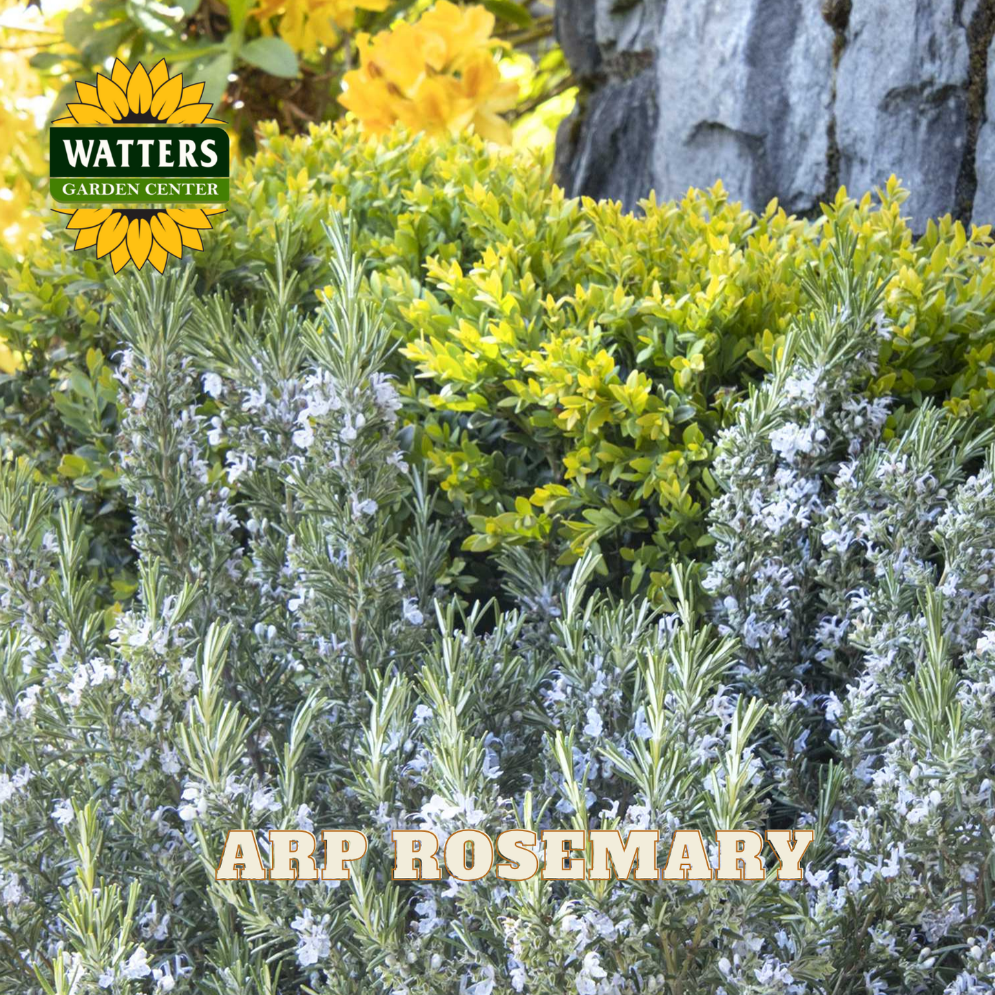 Garden scene with ARP Rosemary plants and Watters Garden Center logo.