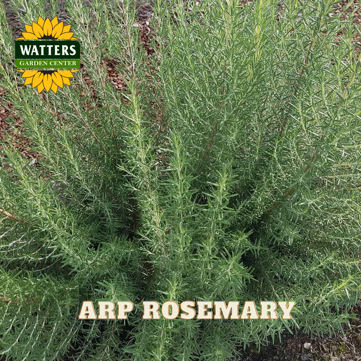 Arp Rosemary plant with Watters Garden Center logo in the corner