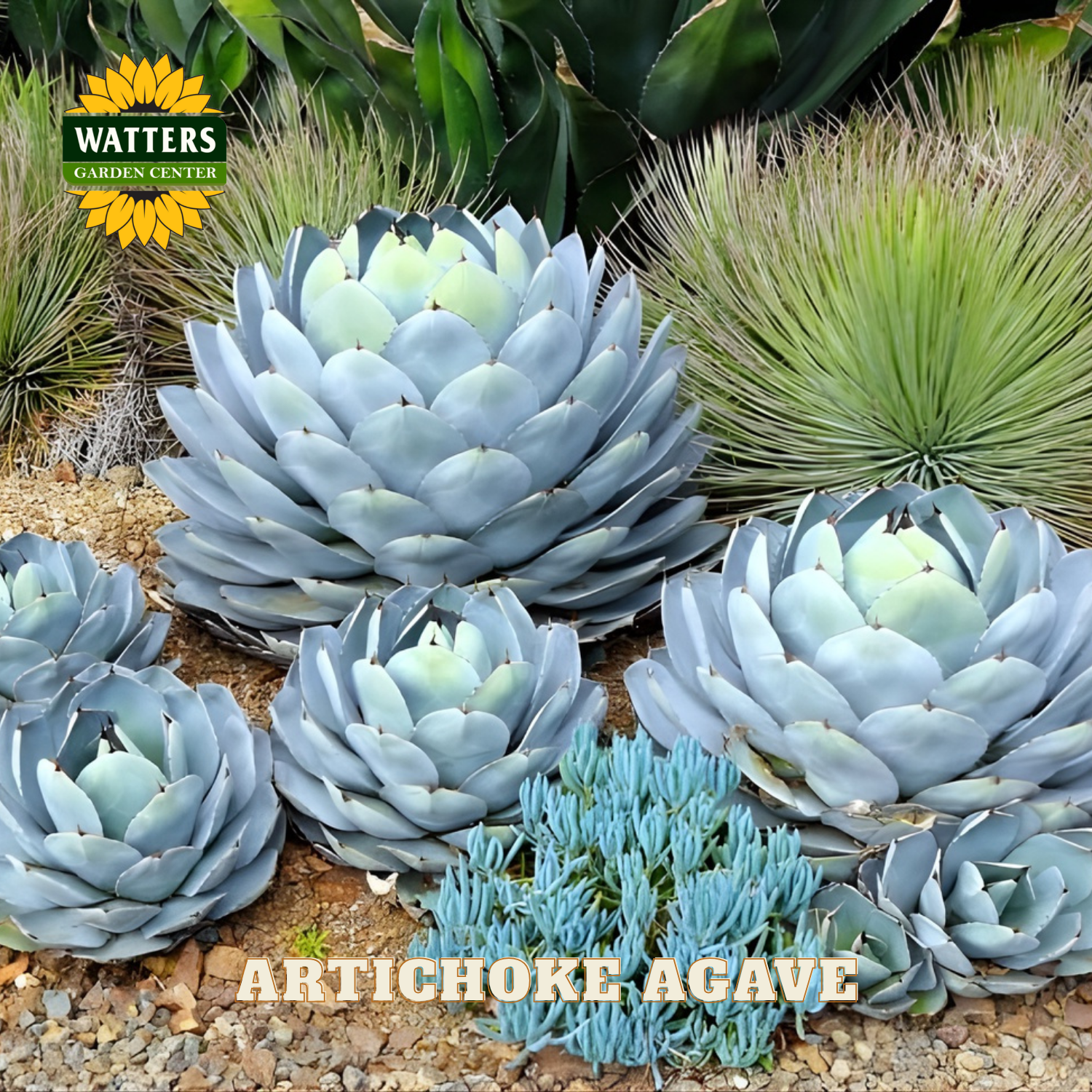 Artichoke Agave plants with Watters Garden Center logo in the corner.