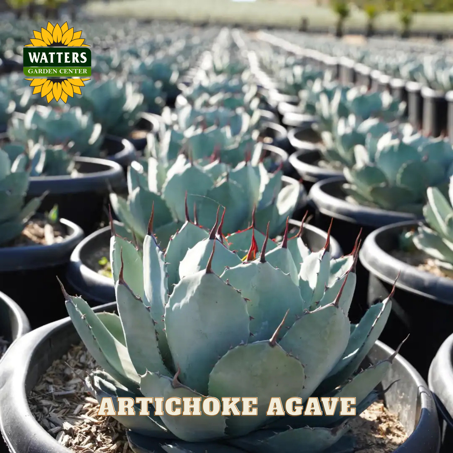 Artichoke Agave plants in pots with Watters Garden Center branding.