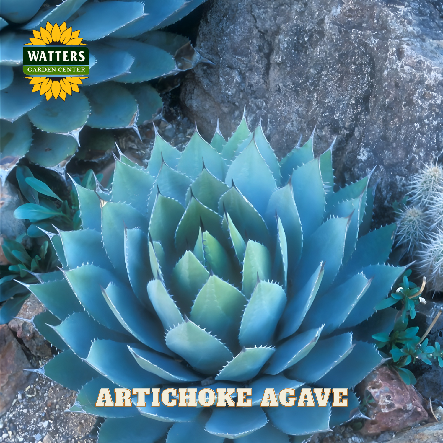 Artichoke Agave plant with Watters Garden Center logo on a rocky background