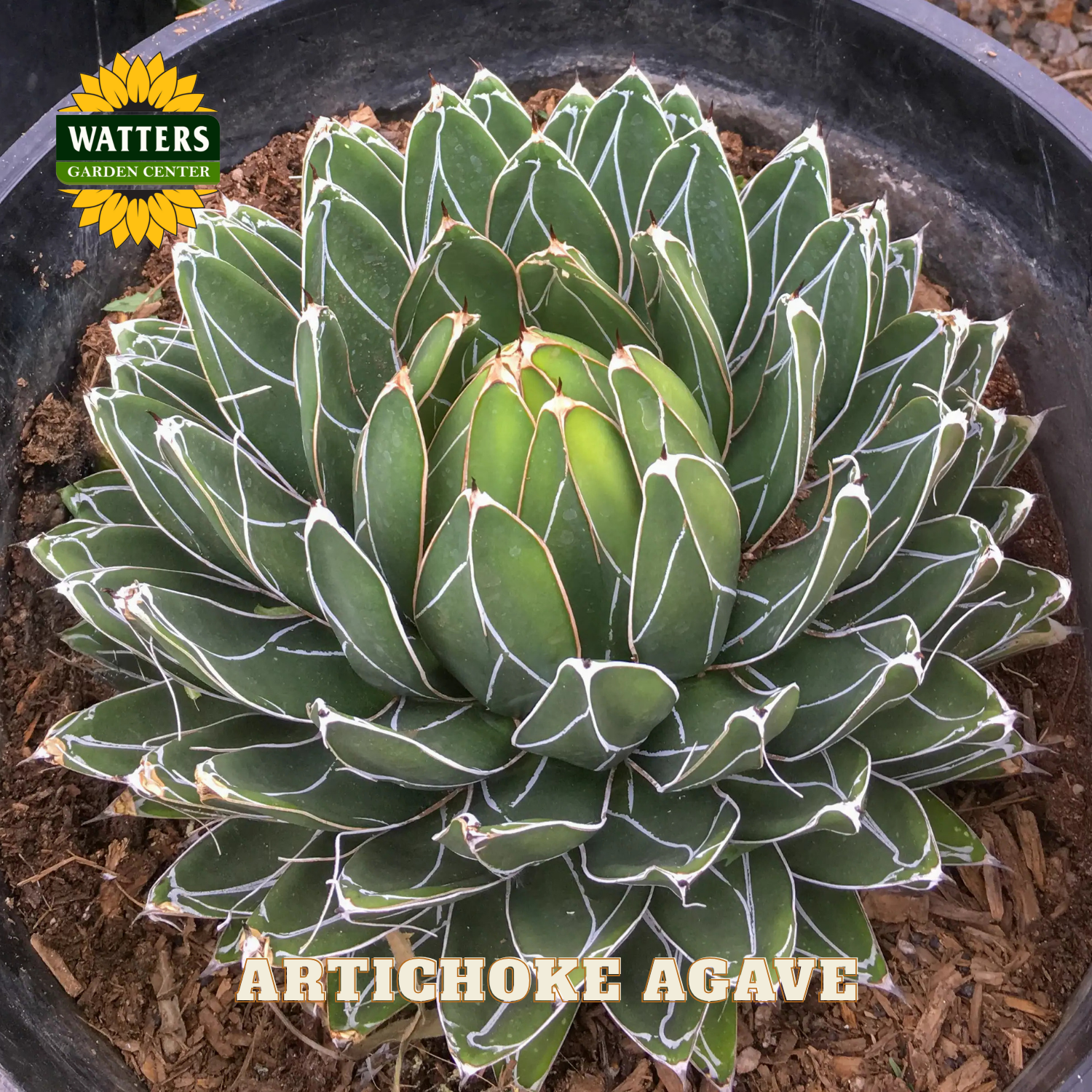 Artichoke Agave plant in a pot with Watters Garden Center branding.