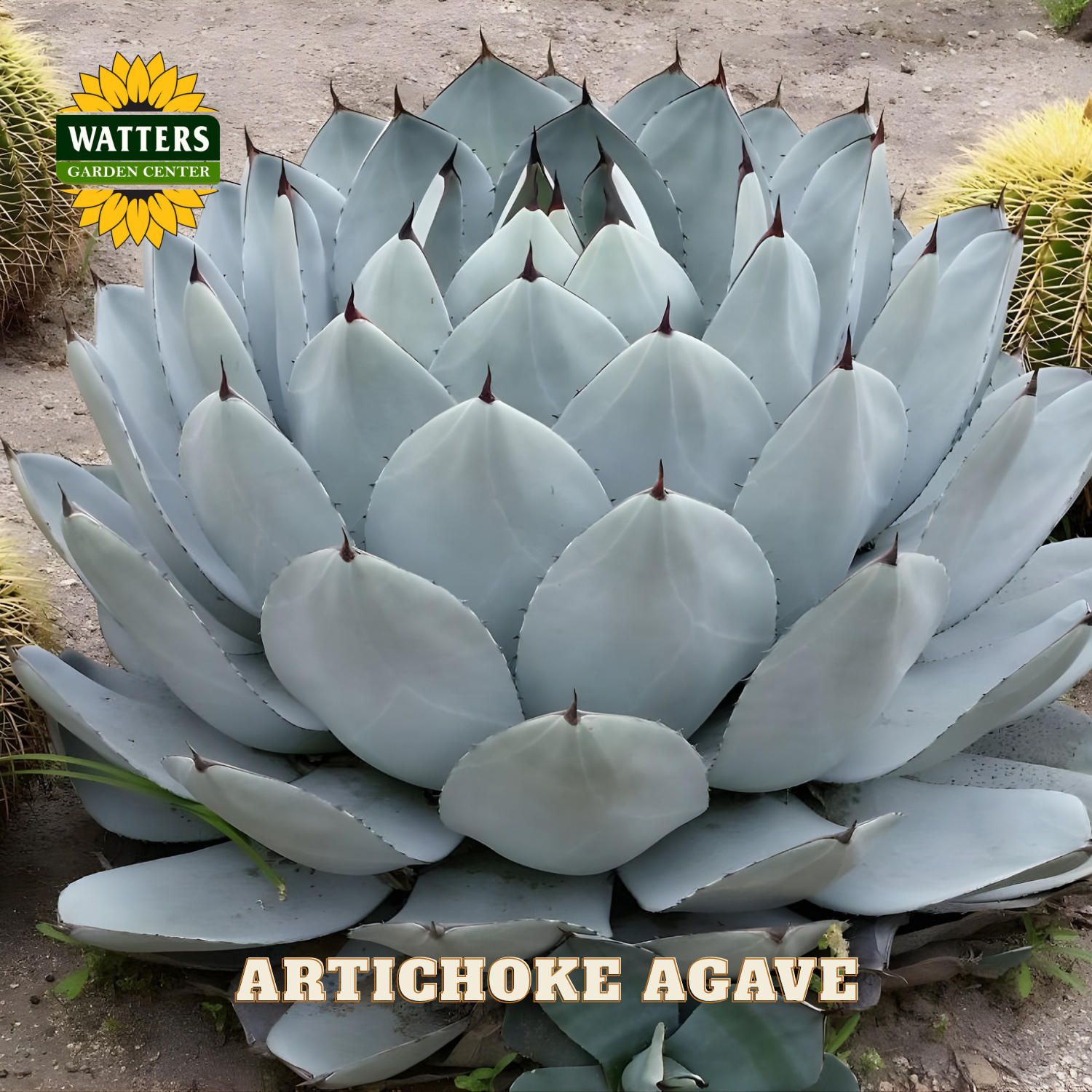 Artichoke Agave plant with Watters Garden Center logo in the corner
