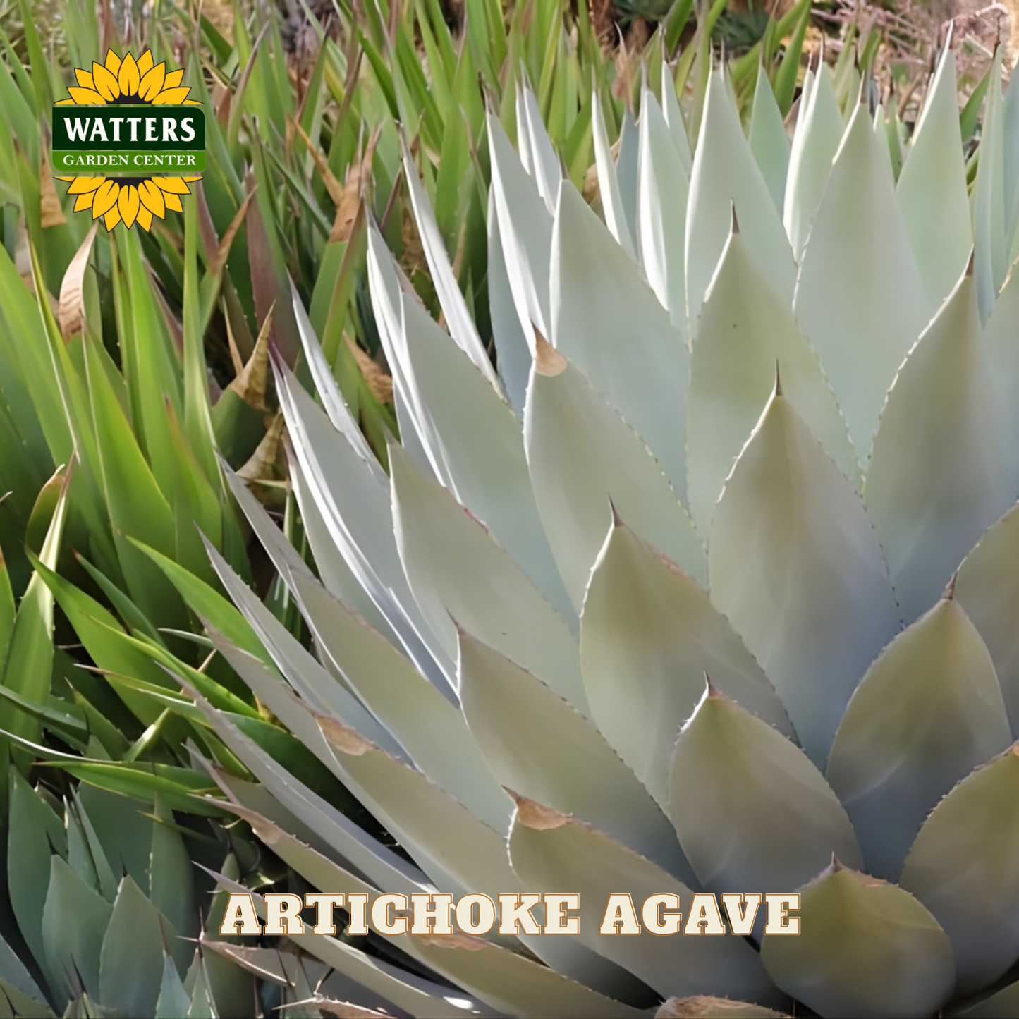 Artichoke Agave plant with Watters Garden Center logo in the corner.