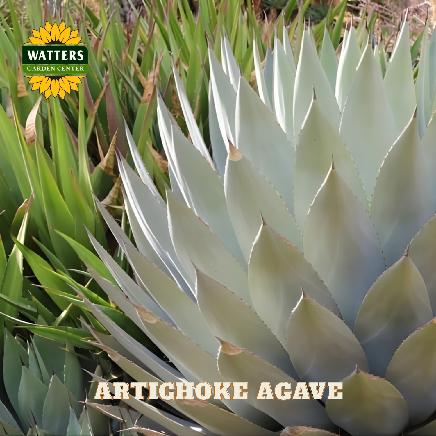 Artichoke Agave plant with Watters Garden Center logo in the corner.