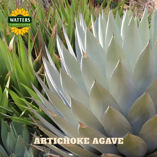 Artichoke Agave plant with Watters Garden Center logo in the corner.