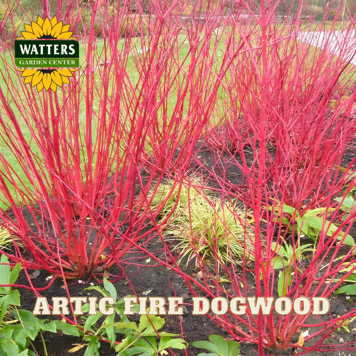 Artic Fire Dogwood plants with Watters Garden Center logo in the background
