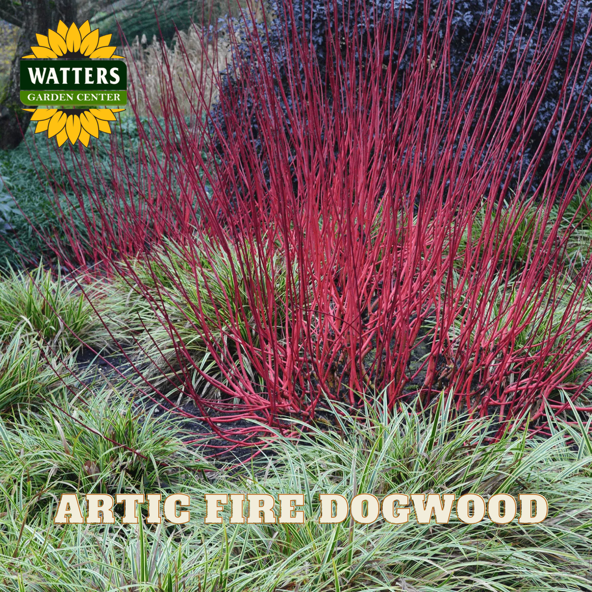 Artic Fire Dogwood plant with Watters Garden Center branding in the corner.