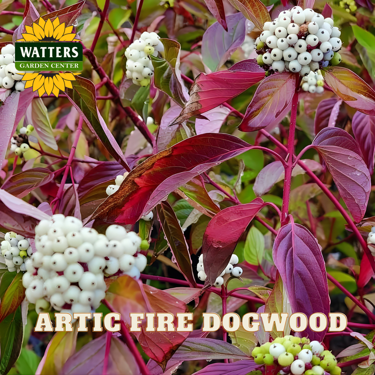Artic Fire Dogwood with red leaves and white berries, branded with Watters Garden Center.