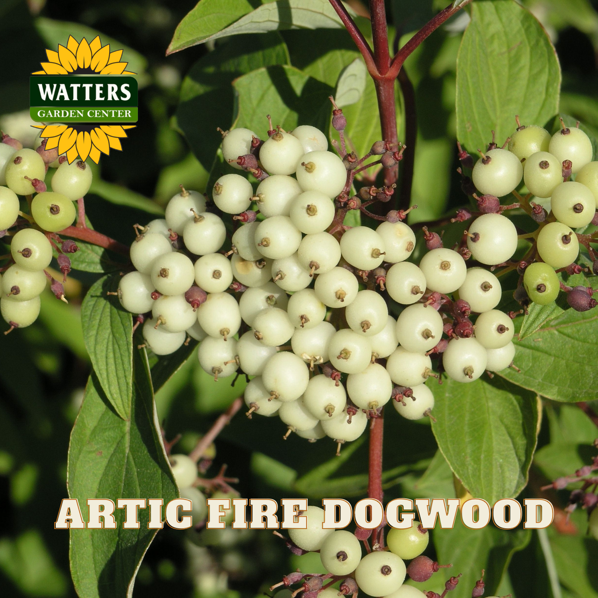 Artic Fire Dogwood with green leaves and white berries, branded with Watters Garden Center.