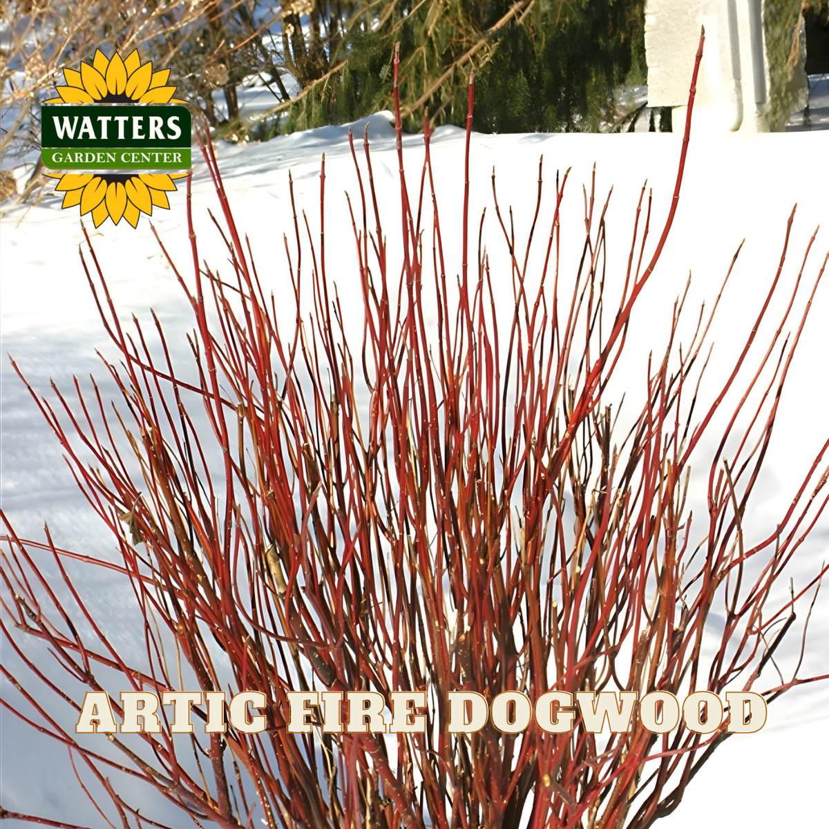 Artic Fire Dogwood plant with red branches against a snowy background, featuring Watters Garden Center logo.