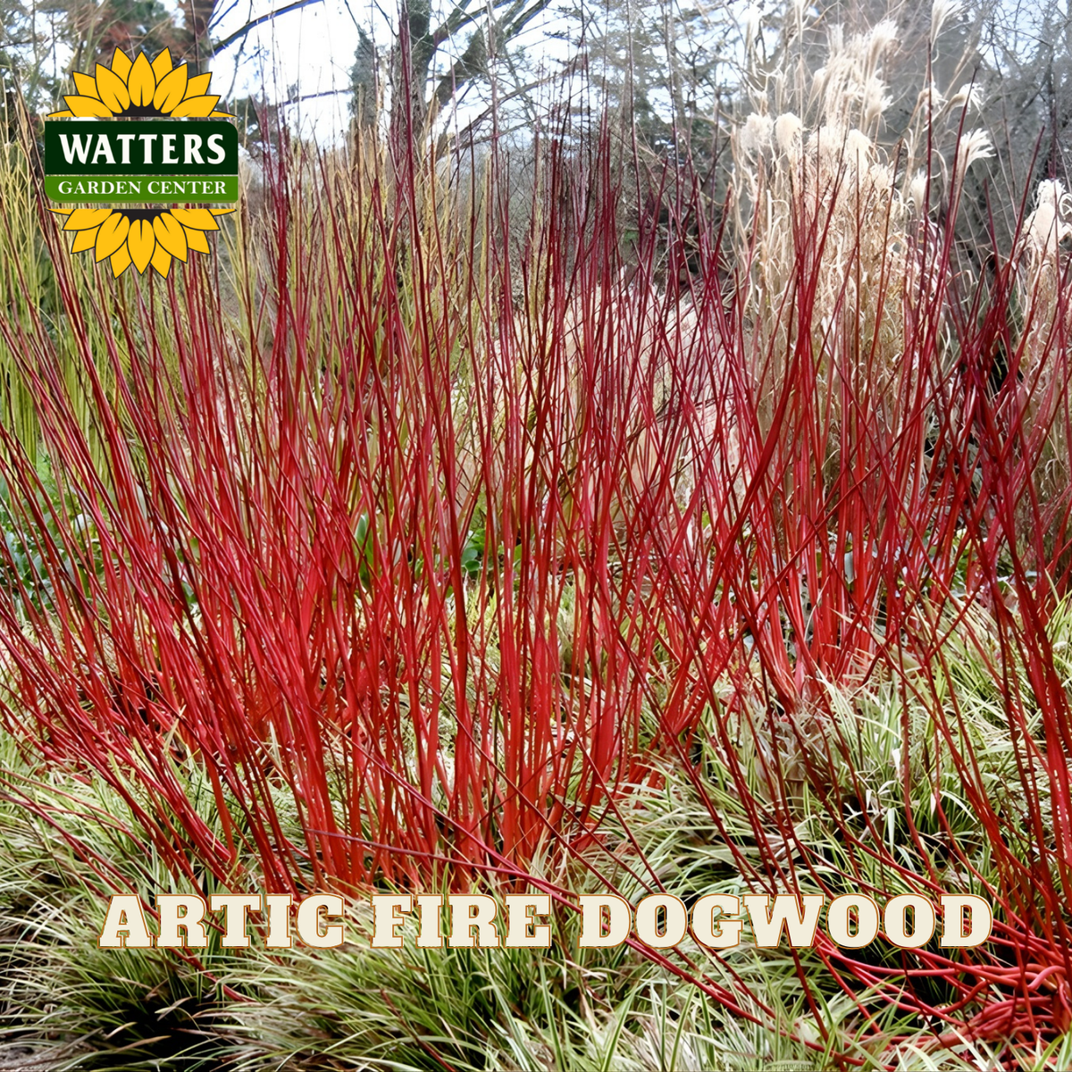 Artic Fire Dogwood plant with Watters Garden Center logo in the corner.