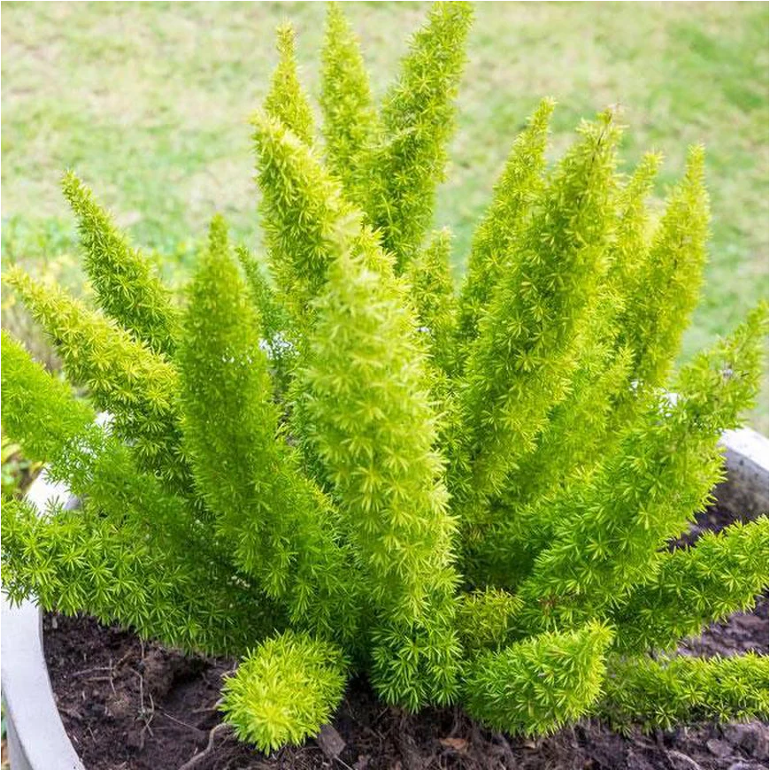 MYERS ASPARAGUS FERN 3gal