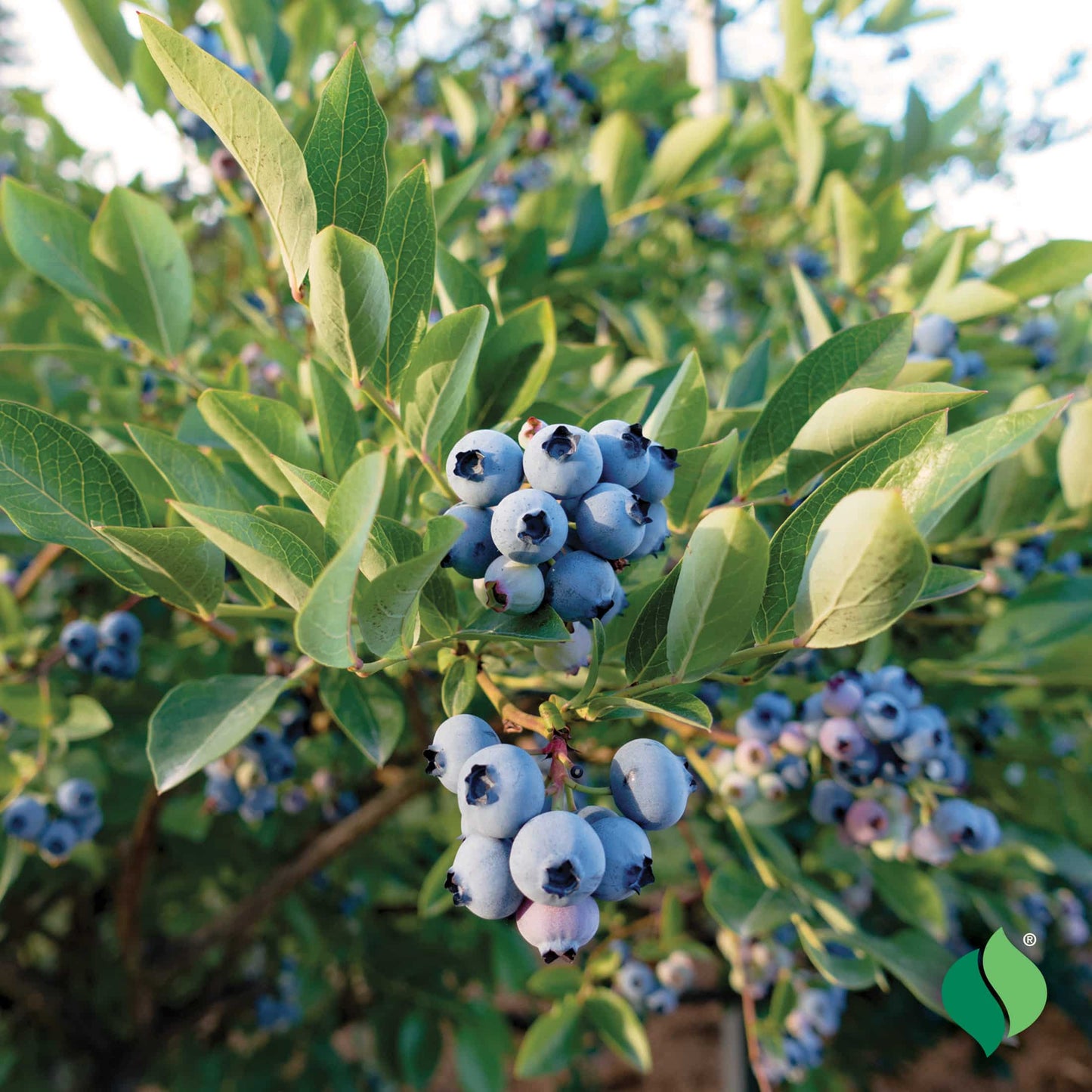 PATRIOT BLUEBERRY 2gal