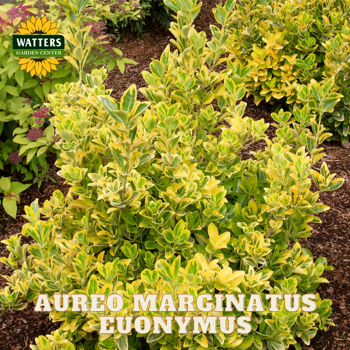 GOLDEN EUONYMUS 3gal