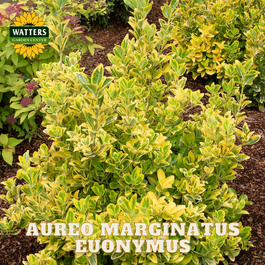 GOLDEN EUONYMUS 3gal