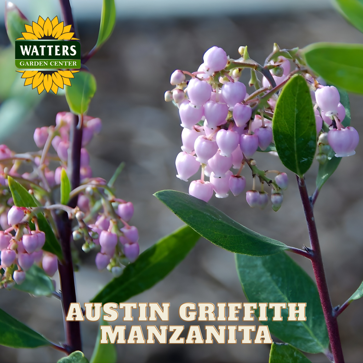 Austin Griffith Manzanita plant with pink flowers and green leaves, branded with Watters Garden Center.