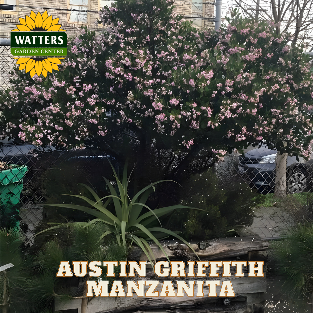 Flowering plant with 'Watters Garden Center' logo and 'Austin Griffith Manzanita' text.