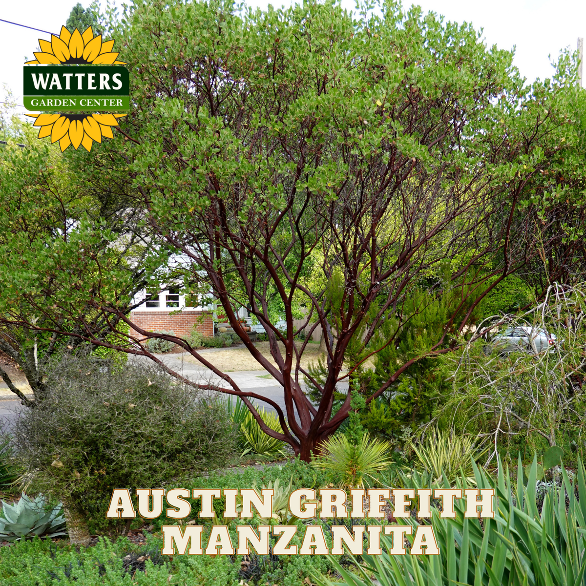 Garden scene with 'Austin Griffith Manzanita' tree and Watters Garden Center logo.