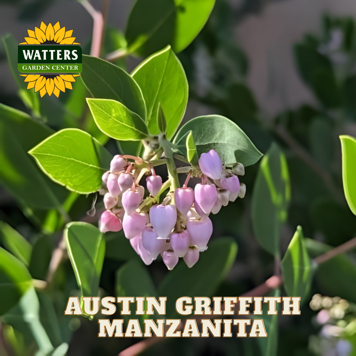 Austin Griffith Manzanita plant with Watters Garden Center logo