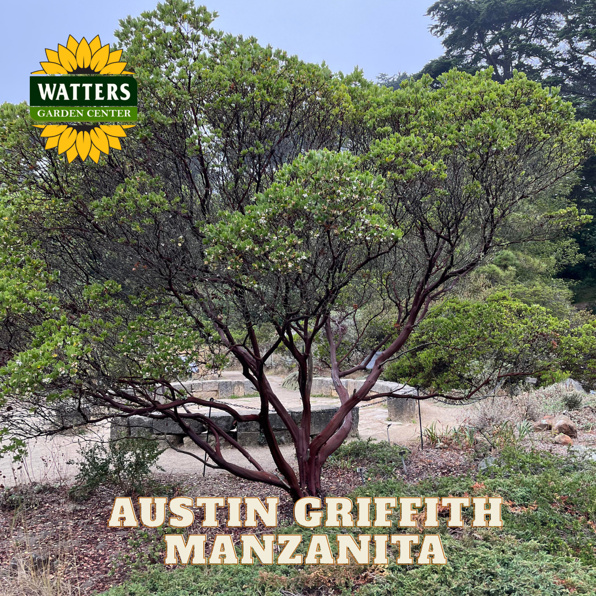 Tree with 'Watters Garden Center' logo and 'Austin Griffith Manzanita' text