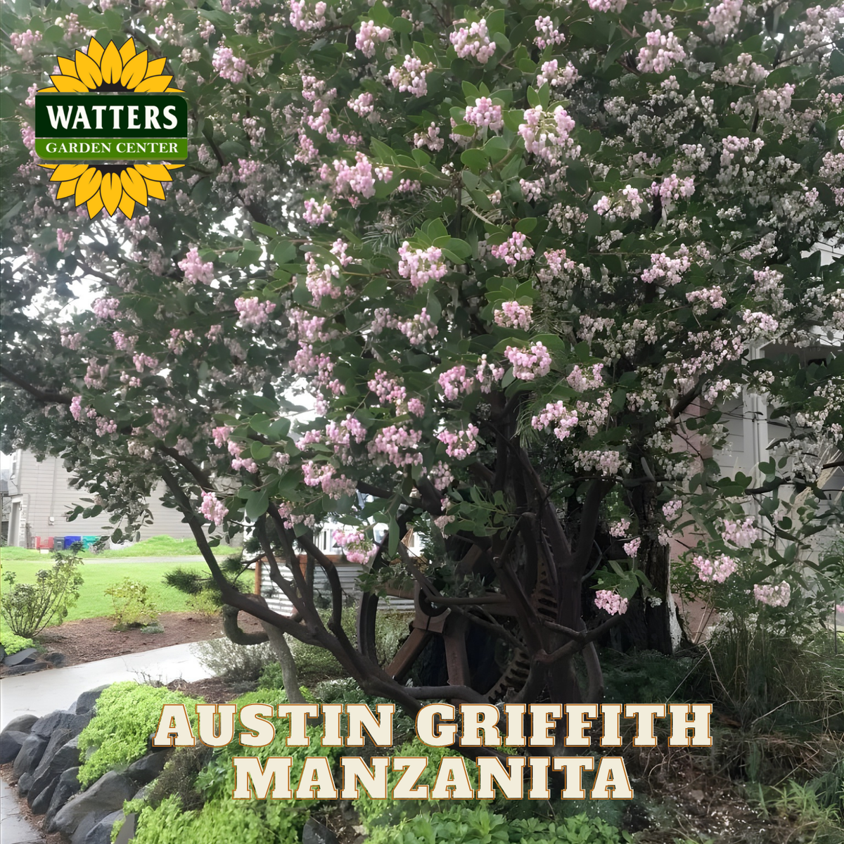 Tree with pink flowers labeled 'Austin Griffith Manzanita' in a garden setting with Watters Garden Center branding.