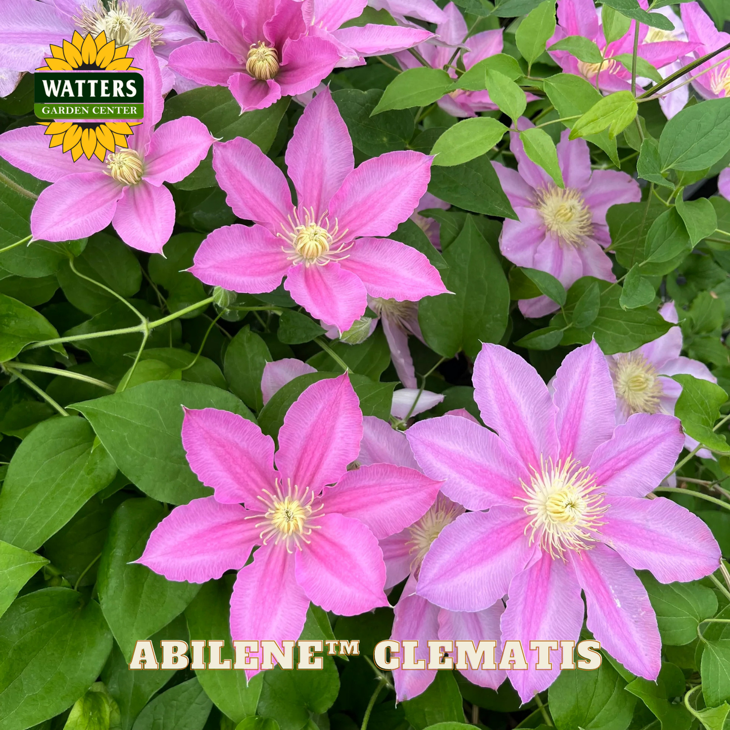 Pink clematis flowers with green leaves and Watters Garden Center branding.