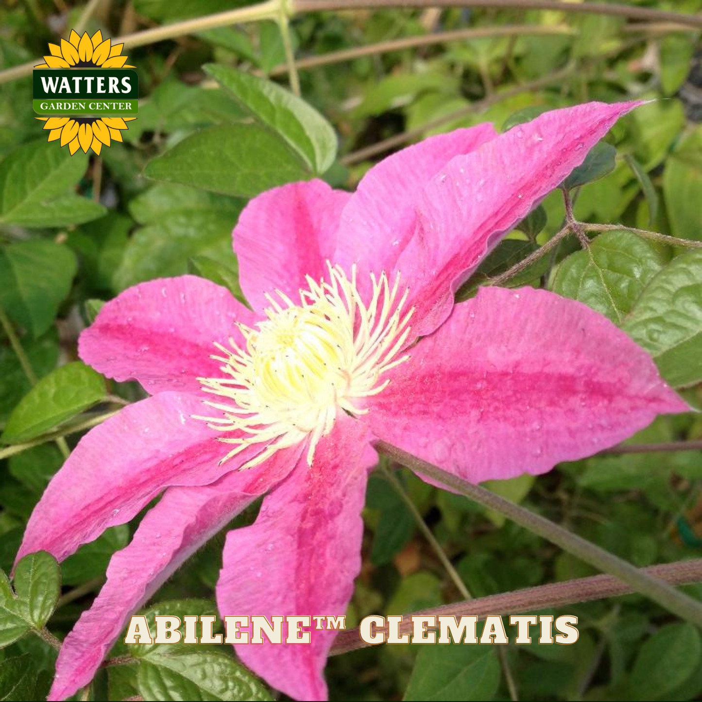 Pink clematis flower with green leaves and Watters Garden Center branding.