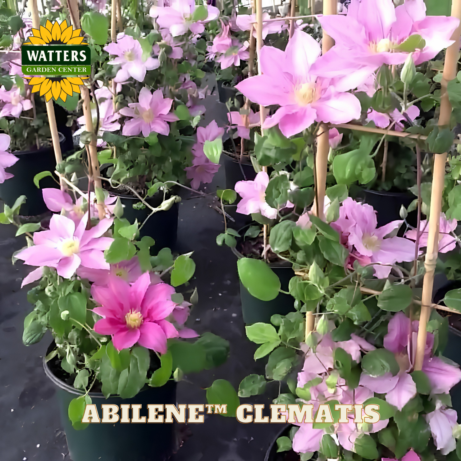 Potted Abilene Clematis plants with Watters Garden Center branding.