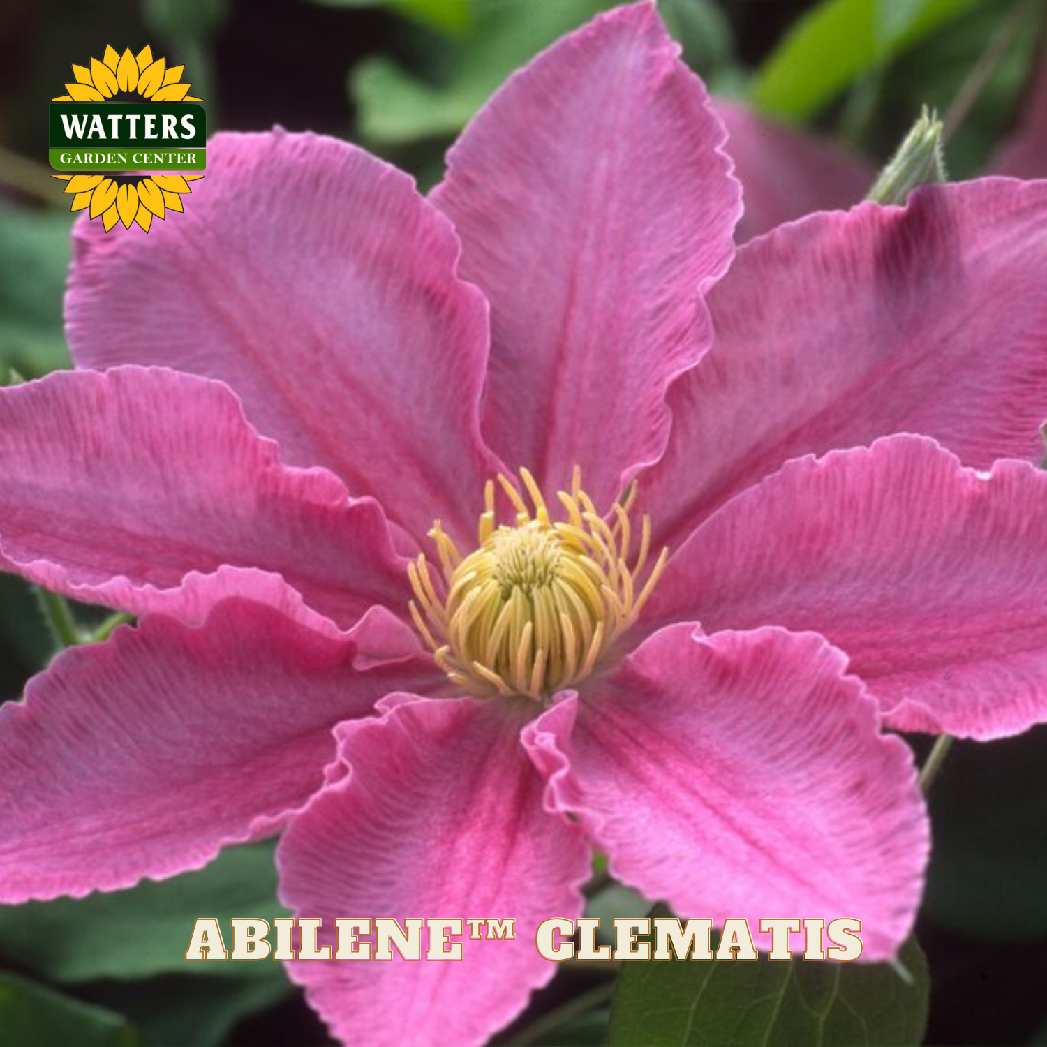Pink clematis flower with yellow center, Watters Garden Center branding visible.